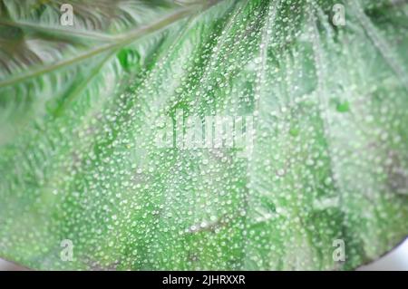 Colocasia and dew drop or Colocasia Diamond Head, diamond head colocasia or Araceae plant Stock Photo