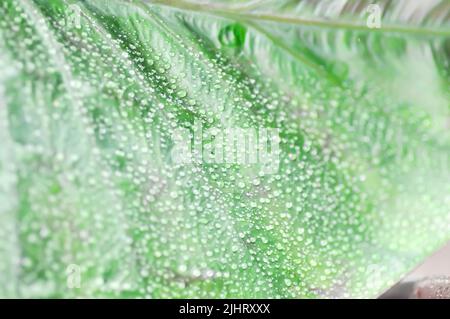 Colocasia and dew drop or Colocasia Diamond Head, diamond head colocasia or Araceae plant Stock Photo