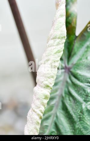 Colocasia and dew drop or Colocasia Diamond Head, diamond head colocasia or Araceae plant Stock Photo