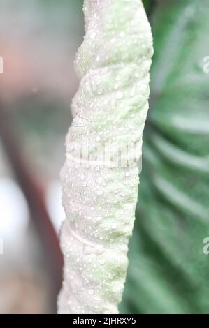 Colocasia and dew drop or Colocasia Diamond Head, diamond head colocasia or Araceae plant Stock Photo