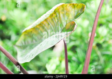 Colocasia and dew drop or Colocasia Diamond Head, diamond head colocasia or Araceae plant Stock Photo