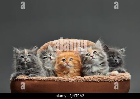 Five Two-weeks-old crossbreed kittens with barely opened eyes sit in fur basket. Pet adoption, animal care. Stock Photo