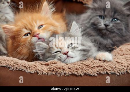 Five Two-weeks-old crossbreed kittens with barely opened eyes sit in fur basket. Pet adoption, animal care. Stock Photo