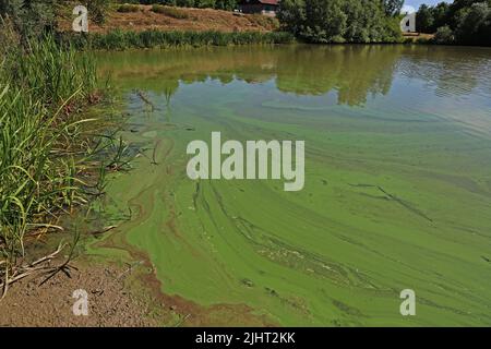 Dark green colored algae that fill the lake. Stock Photo