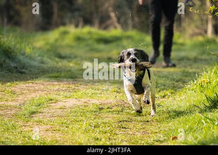 Loki, a working cocker spaniel, running in the Beddington Farmlands nature reserve in Sutton, London. Stock Photo