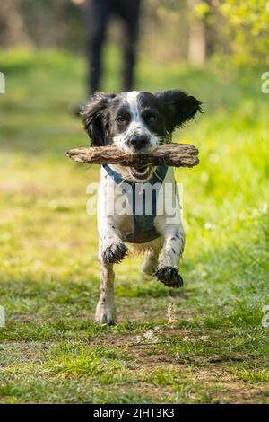 Loki, a working cocker spaniel, running in the Beddington Farmlands nature reserve in Sutton, London. Stock Photo