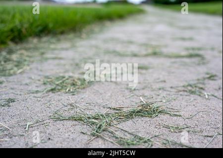 Grass clippings strewn across a residential sidewalk after mowing.  Stock Photo