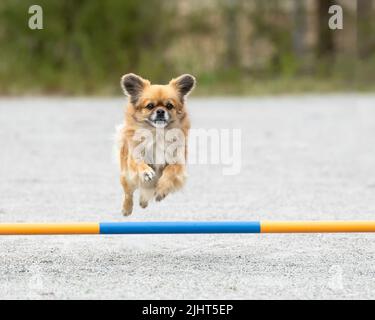 A Tibetan Spaniel jumping over an agility hurdle on a dog agility course Stock Photo