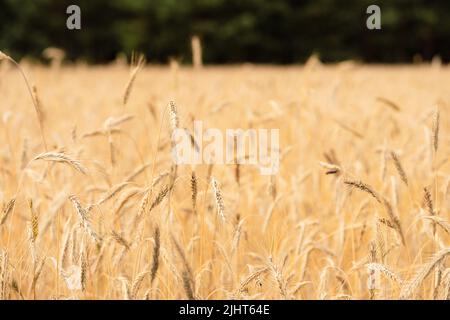 Photo of field of (Triticum polonicum) Polish Wheat. The plant is ripe and ready for harvest Stock Photo
