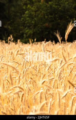Photo of field of (Triticum polonicum) Polish Wheat. The plant is ripe and ready for harvest Stock Photo