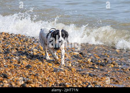 Loki, a working cocker spaniel, swimming in the sea at Brighton, England. Stock Photo