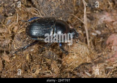 Dor beetle or dung beetle (Geotrupes stercorarius) adult beetle on donkey droppings, Berkshire, July Stock Photo