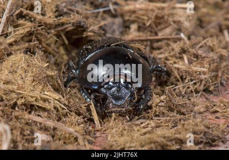 Dor beetle or dung beetle (Geotrupes stercorarius) adult beetle on donkey droppings, Berkshire, July Stock Photo