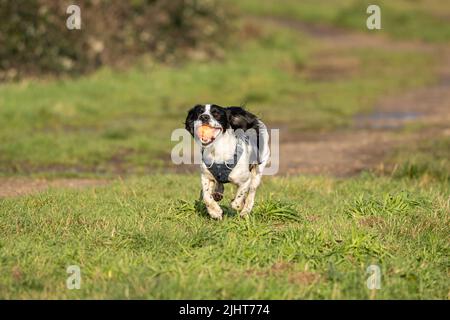 Loki the working cocker spaniel plays fetch in Beddington Park in Sutton, London. Stock Photo