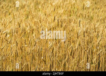 Photo of durum wheat field in the foreground Stock Photo
