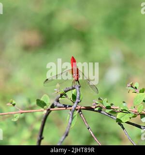Fire dragonfly (Crocothemis erythraea) on a branch Stock Photo