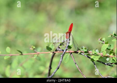 Fire dragonfly (Crocothemis erythraea) on a branch Stock Photo
