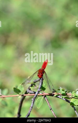 Fire dragonfly (Crocothemis erythraea) on a branch Stock Photo