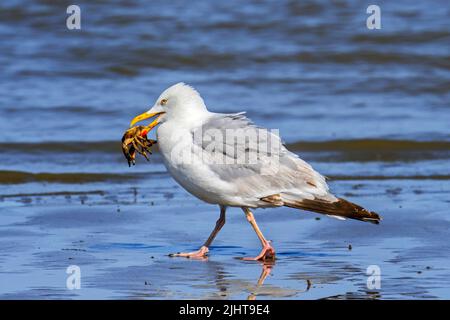 Hungry European herring gull (Larus argentatus) walking away with caught green shore crab (Carcinus maenas) on sandy beach along the North Sea coast