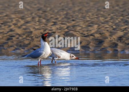 Courtship display by black-headed gull (Chroicocephalus ridibundus), male showing inside red throat while calling on beach in summer Stock Photo