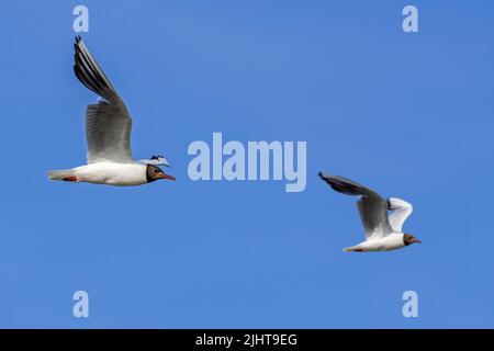 Two adult black-headed gulls (Chroicocephalus ridibundus / Larus ridibundus) flying against blue sky in summer Stock Photo