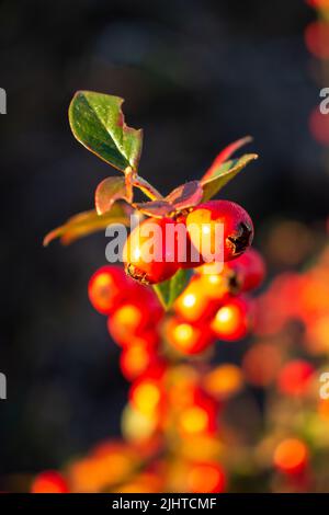 orange berries of Cotoneaster species in the rose family, Rosaceae isolated Stock Photo