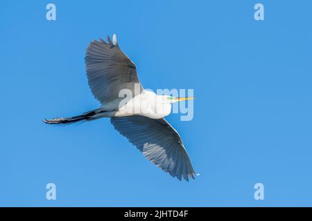 Great egret (Ardea alba), flying, E North America, by Dominique Braud/Dembinsky Photo Assoc Stock Photo