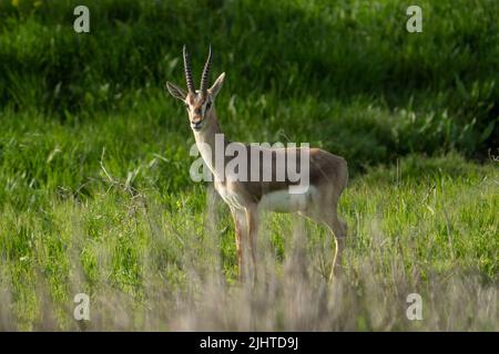 A male gazelle standing in a meadow, on a sunny day in Jerusalem, Israel. Stock Photo