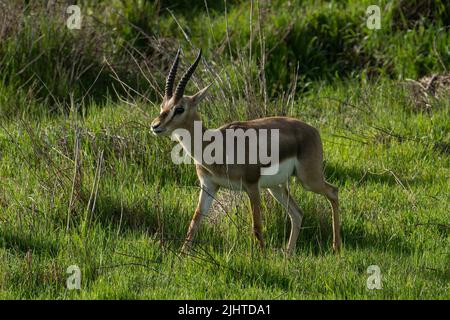 A male gazelle in a meadow, on a sunny day in Jerusalem, Israel. Stock Photo