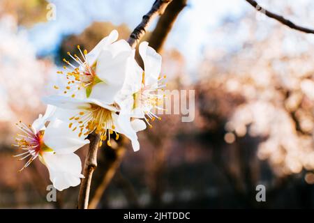 Flowers on the branch of a flowering almond tree. Quinta de los Molinos Park. Madrid, Comunidad de Madrid, Spain, Europe Stock Photo
