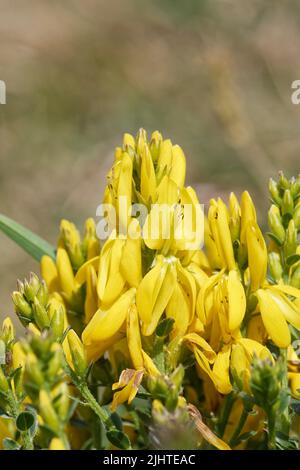 Dyer’s Greenwood (Genista tinctoria littoralis), the rare, low growing coastal subspecies of this grassland plant, flowering in a clump on clifftop gr Stock Photo
