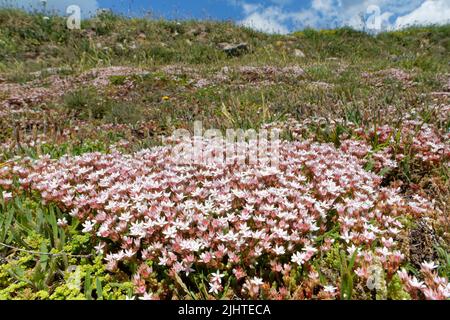 English stonecrop (Sedum anglicum) clumps flowering on coastal grassland, The Lizard, Cornwall, UK, June. Stock Photo