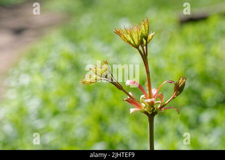 Horse Chestnut (Aesculus hippocastanum) sapling, deciduous woodland, Wiltshire, UK, April. Stock Photo