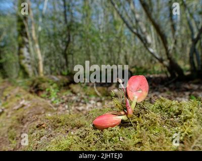Pedunculate / English oak (Quercus robur) seedling growing from an acorn with red cotyledons visible, GWT Lower Woods reserve, Gloucestershire, UK Stock Photo