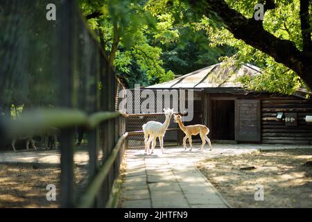 Two cute alpaca llama in animal farm. Animals eating hay in a zoo. Stock Photo