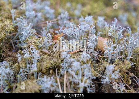 Beautiful gray moss on the floor, moss close-up. Close-up of moss in a pine forest on a cool autumn day. Stock Photo