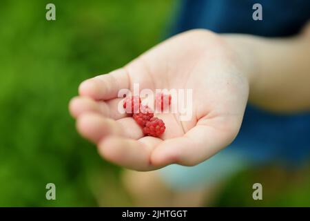 Close-up of childs hands holding fresh wild raspberries picked in beautiful pine forest in Tatra mountain range. Stock Photo