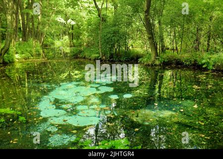 Niebieskie Zrodla or Blue Springs, famous for two pools fed by an ...