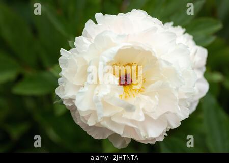 Close up of a single beautiful white peony in full bloom with a blurred green background, UK Stock Photo