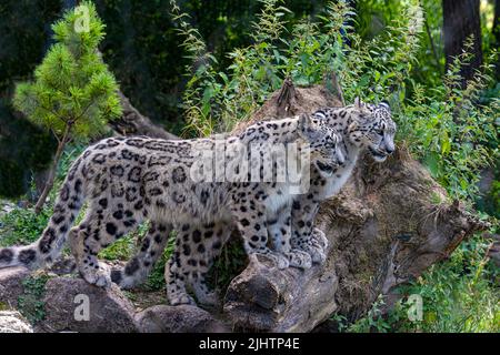 Side view of two snow leopards (Panthera uncia syn. Uncia uncia) Stock Photo