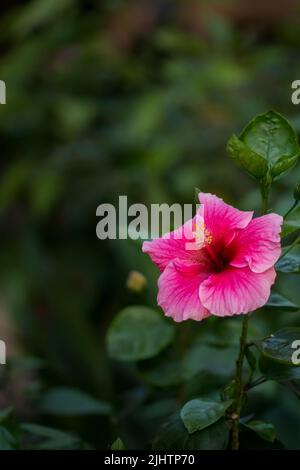 Single hibiscus flower fully bloomed and pink colored with green leaves and blurred background. Used selective focus. Stock Photo