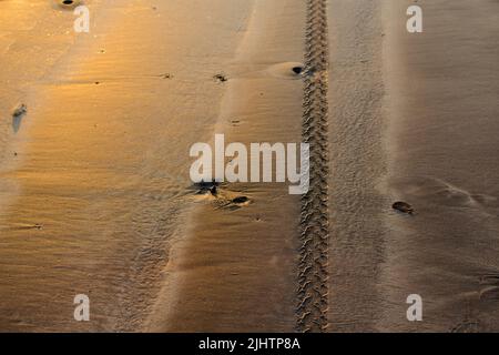 Tyre impression of bike on wet beach sand with golden colored light of sunset reflected from sand. Stock Photo