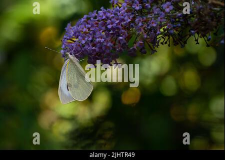 Large White or Cabbage Butterfly Pieris brassicae feeding on the flower of the Buddleia bush in North Norolk, UK Stock Photo
