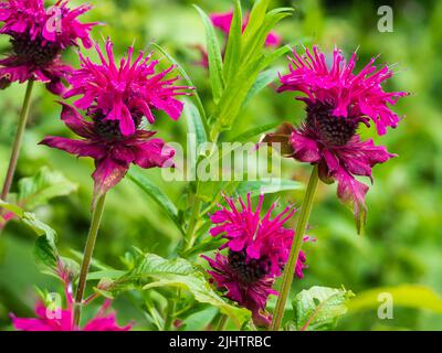 Red pink flowers in the heads of the summer blooming perennial bee balm, Monarda 'Loddon Crown' Stock Photo