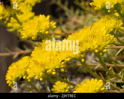Yellow summer flowers of the carpeting, glaucous foliaged hardy succulent, Sedum hispanicum 'Blue Carpet', Spanish stonecrop Stock Photo