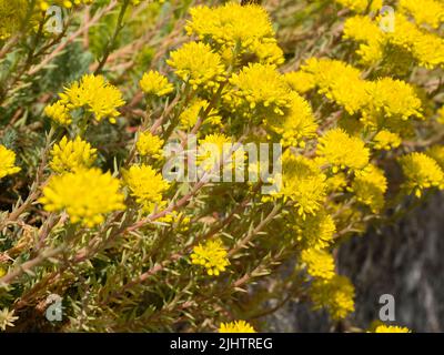 Yellow summer flowers of the carpeting, glaucous foliaged hardy succulent, Sedum hispanicum 'Blue Carpet', Spanish stonecrop Stock Photo
