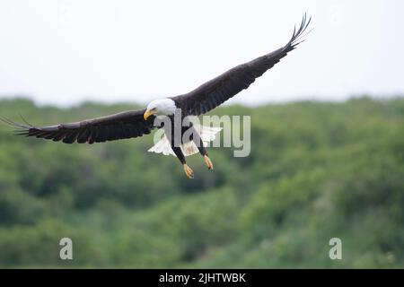 Bald eagle in flight in McNeil River State Game Sanctuary and Refuge in Alaska Stock Photo