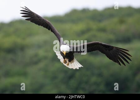 Bald eagle in flight in McNeil River State Game Sanctuary and Refuge in Alaska Stock Photo