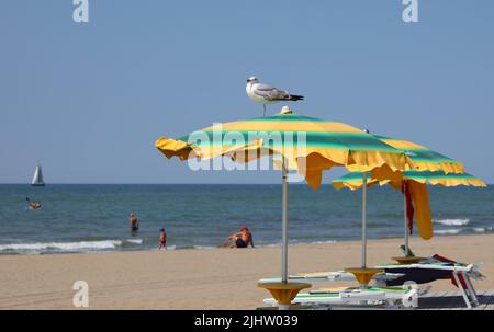 big seagull above the green yellow umbrella on the sand of the beach by the sea in summer Stock Photo