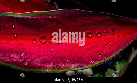 rain drops on red leaf close up photo Stock Photo